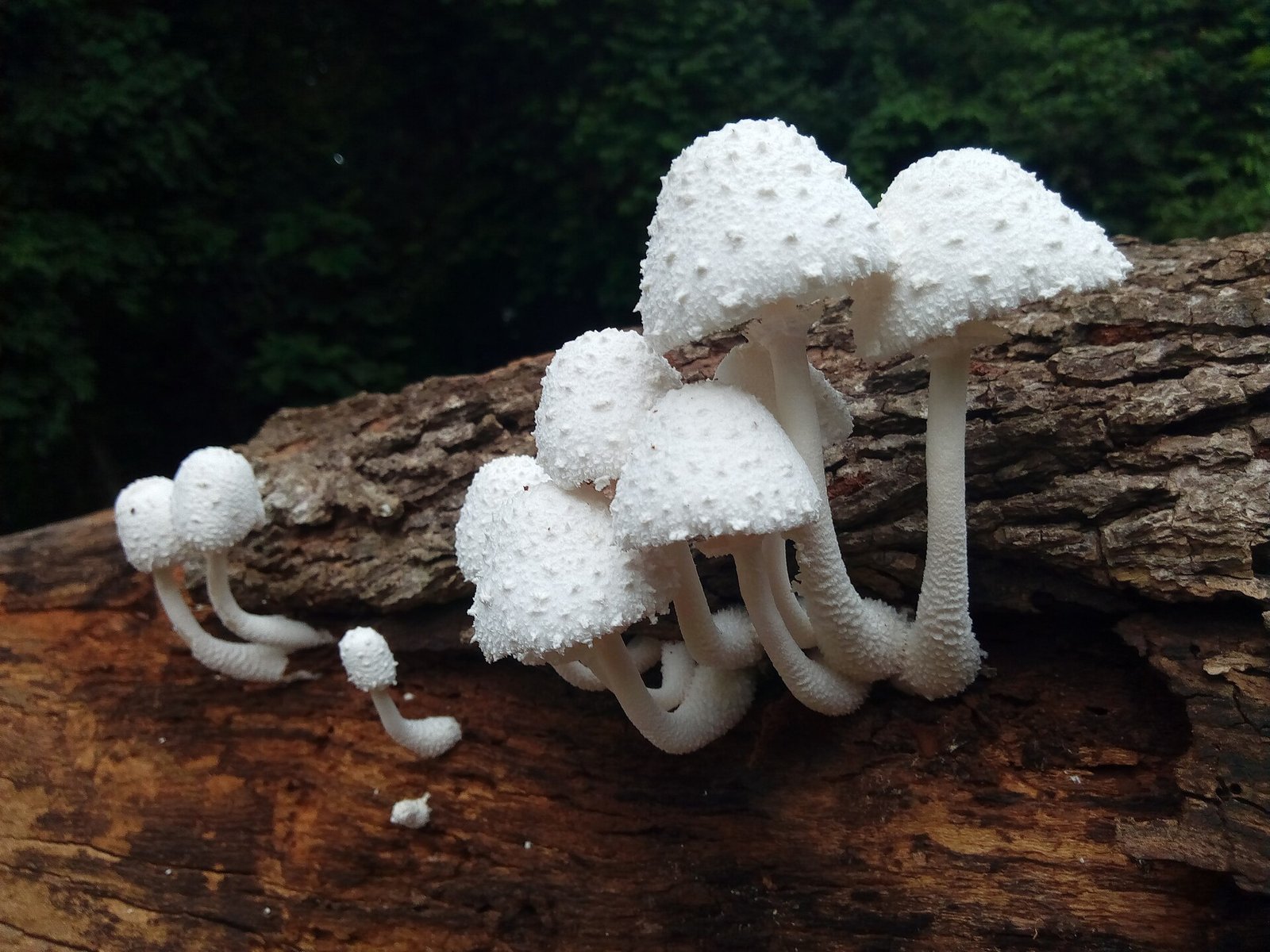 Champignons blancs sur un tronc, dans la forêt sacrée de Kpassè